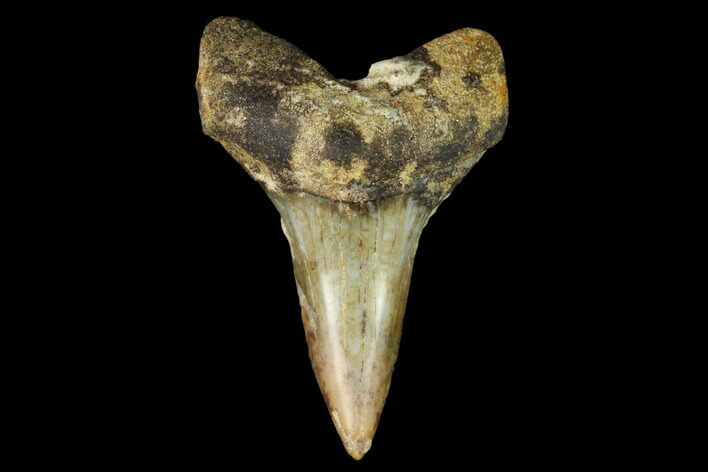 Colorful White/Mako Shark Tooth Fossil - Sharktooth Hill, CA #122714